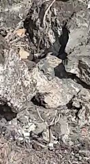 Plaga de ratas junto a ambulatorio de Añaza (Tenerife)
