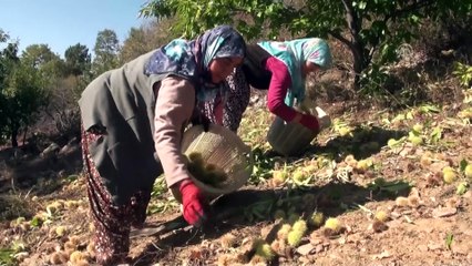 Demirci'de kestane üretimi 3'e katlandı - MANİSA