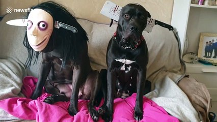 Dog dresses up as the scary Momo character for Halloween