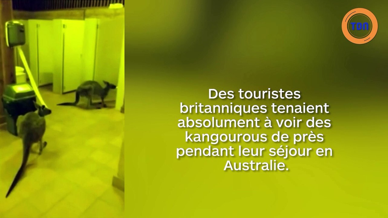 Des kangourous accros au papier toilettes