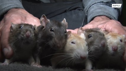 قابلوا رجل "الفئران" !!!