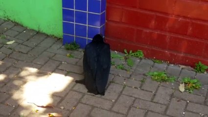 Urubu ferido chama a atenção de moradores no centro de Cascavel