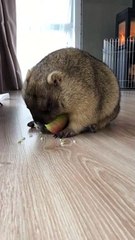 Marmot Munching on an Apple