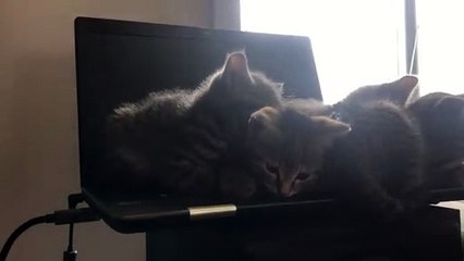 Cute Kitten Cuddle Puddle