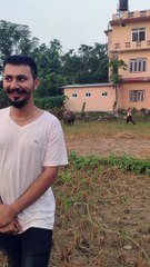 Rhino Wanders Through Town