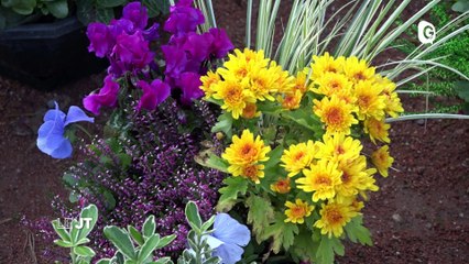 Marchés aux fleurs, théâtre Sainte Marie d'en bas , force athlétique  - 30 OCTOBRE 2019