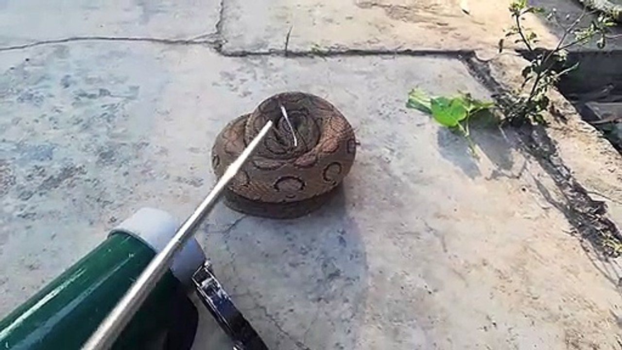 Russell viper sound.