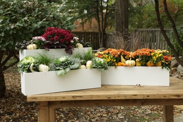 The Dirt: Fall Window Boxes
