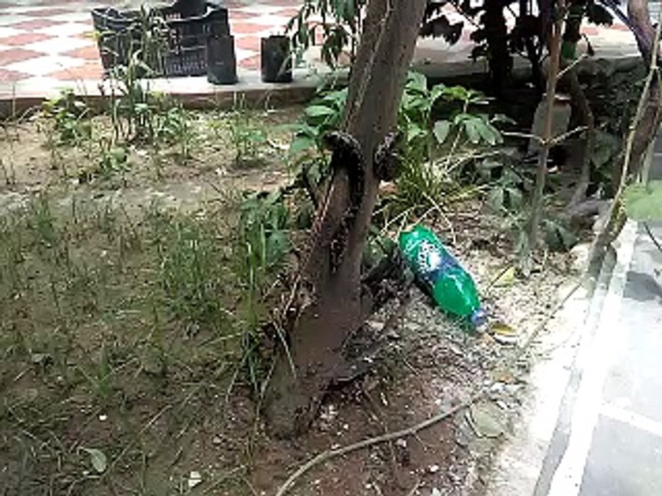 baby python in my garden.