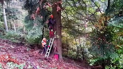 Le beau et grand sapin de Neuf-Brisach