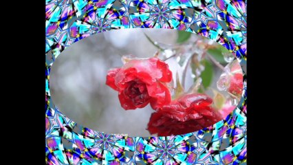 I'm becoming a cold person... [Quotes and Poems]