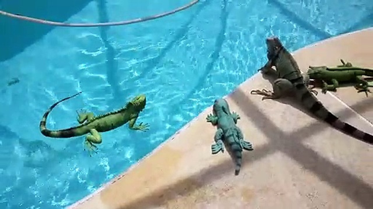 Hilarant : cet iguane adore se baigner dans la piscine