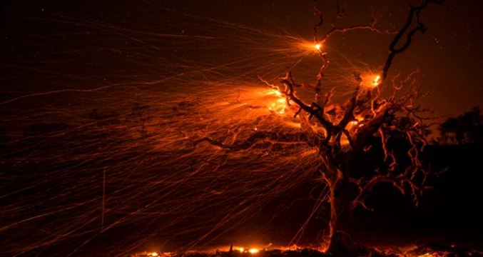 ABD'nin Kaliforniya eyaleti orman yangınlarıyla mücadele ediyor! Yağmalama başladı, ünlüler evlerini terk etti