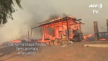 California fires: evacuation of a farm as new blaze threatens Simi Valley