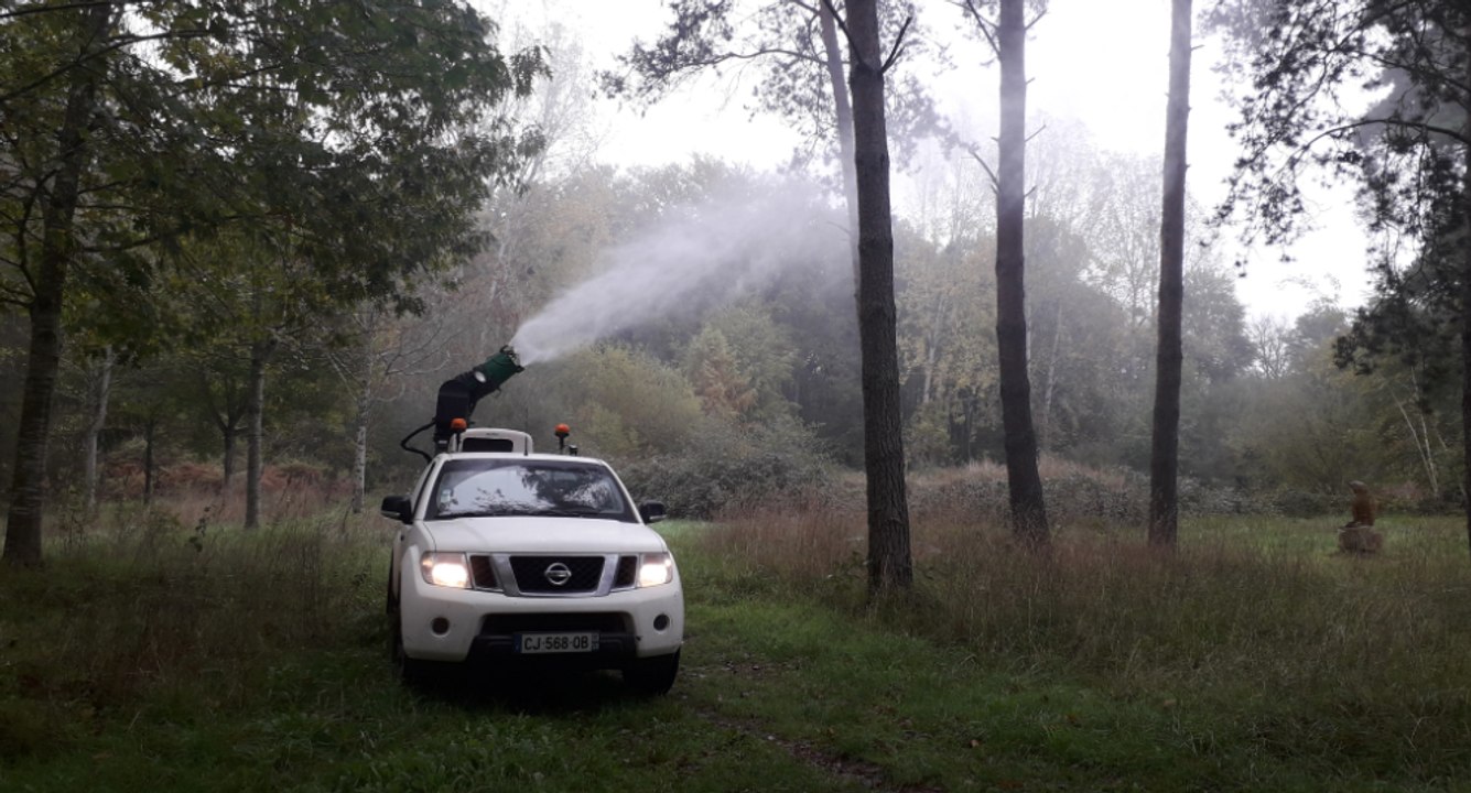 À Buzançais, la ville s'attaque aux chenilles processionnaires