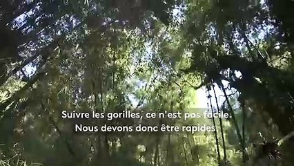 De l'espoir pour les gorilles du Rwanda