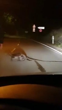 Il sort de sa voiture pour aider un castor à traverser