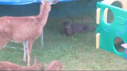 Une loutre vient jouer avec des biches... Moment adorable