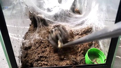 L'heure du repas pour une énorme tarentule