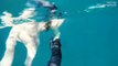 Ce plongeur sauve son chien face à des requins