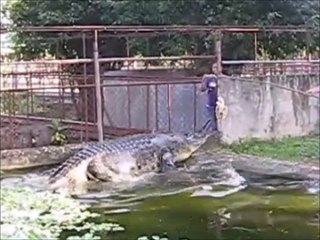 Ce monstre nommé Lapu-Lapu est le plus gros crocodile du monde...
