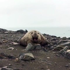 Le rot le plus fort du monde : un éléphant de mer, il donne tout !