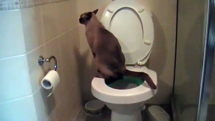 Tải video: Ce chat va aux toilettes.. et utilise du papier toilette !