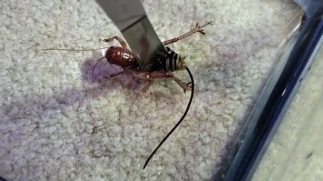 Ce ver parasite sort du corps d'un insecte écrasé !