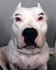 Faux cils : ce gros Bulldog a un style d'enfer !