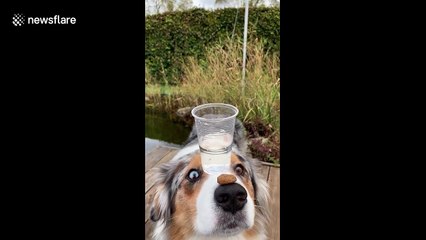 Very good Australian shepherd has more patience than all of us