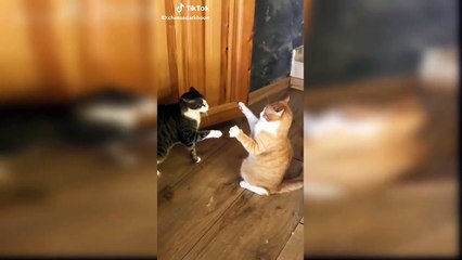 CAT BOXING - Impossible TRY NOT TO LAUGH compilation