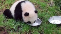 Twin pandas in Belgium zoo take their first steps outside
