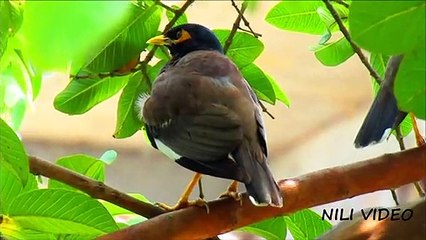 Common myna bird  couple love bird sitting on tree HD video