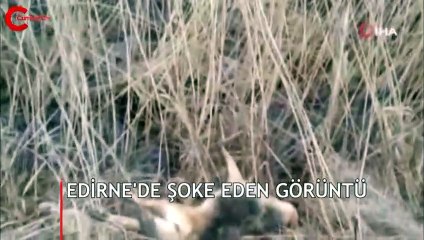 Edirne'de şoke eden görüntü: 'Avclık' değil 'vahşet'