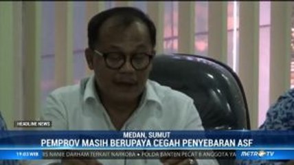 Pemprov Sumut Tegaskan Tidak Ada Pemusnahan Babi