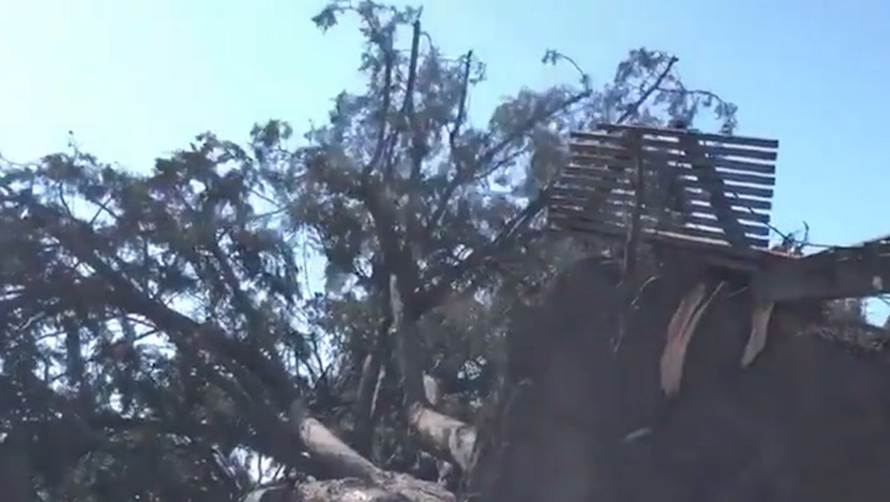 Wind uproots and topples huge tree