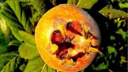 Vos Questions Jardin: Comment planter un néflier