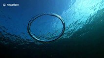 Unsuspecting jellyfish taken for a spin by bubble ring in Balearic Sea