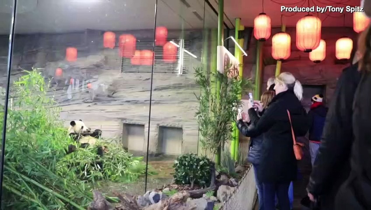 Newborn Meerkat Pups Discovered in Berlin Zoo Burrow