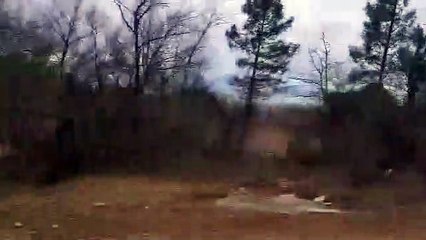 Unique Trees of Georgia