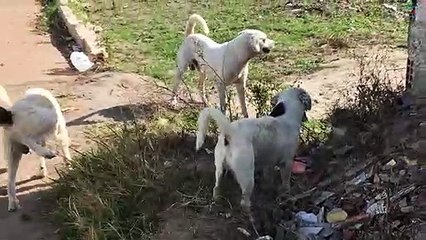 BRIGA DE CÃO E GATO NO BESSA EM PEDRAS DE FOGO