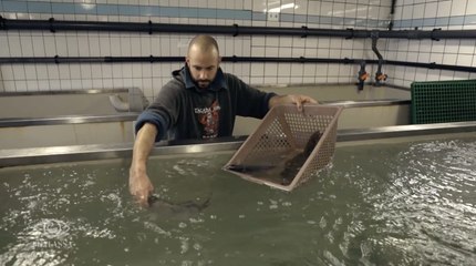Dans "Thalassa", cette technique de pêche japonaise testée à Quiberon permet de limiter le gaspillage