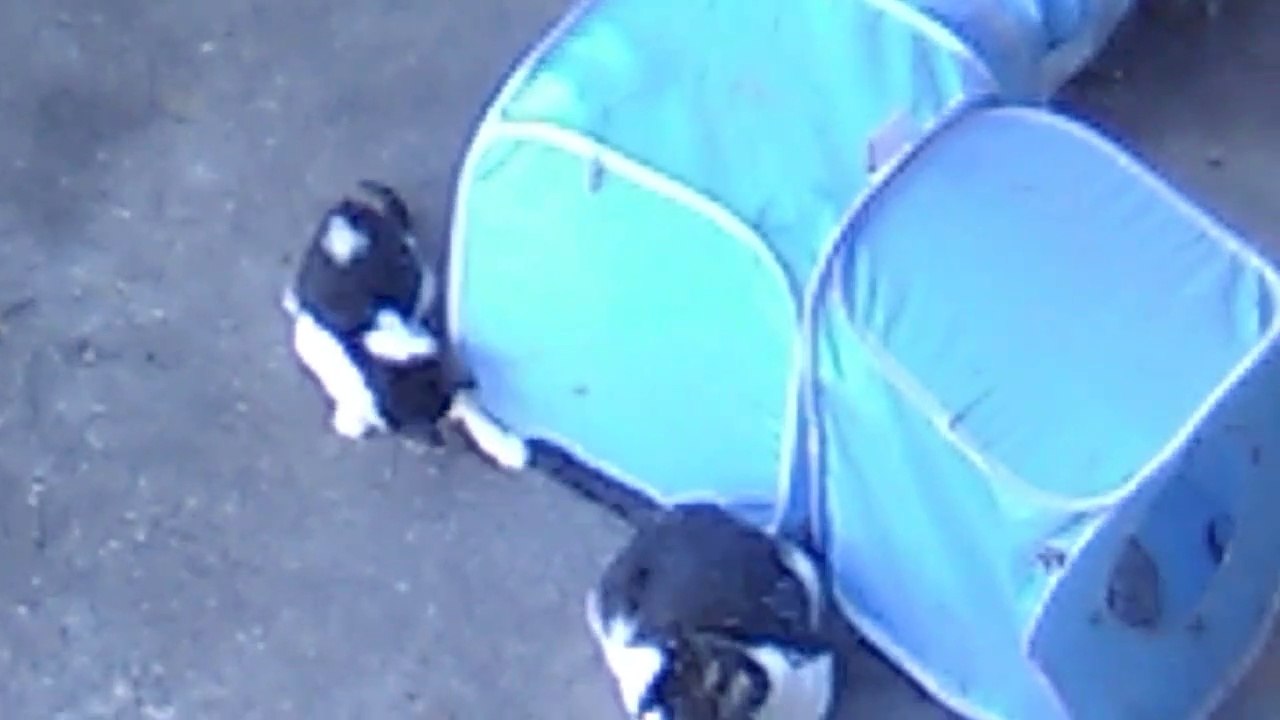 Lacy Plays With Her Kittens