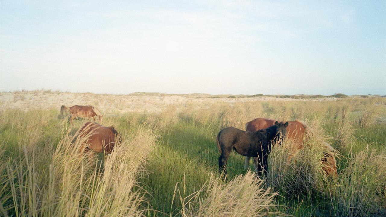 I Spy: How Many Wild Horses Can You Count in This Photo?