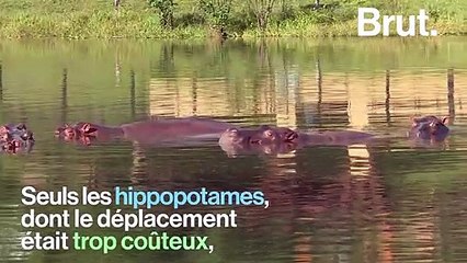 Des hippopotames sauvages, un héritage encombrant de Pablo Escobar