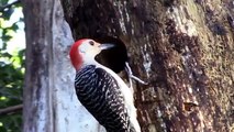 Incredible Bird Woodpecker attack Giant Snake In Tree - Snake vs Bird   Snake & Python
