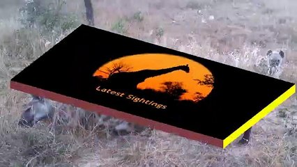 Interesting Calls Made By A Spotted Hyena - Latest Sightings