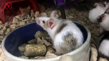Man Used Rodents to Scam Free Hotel Rooms