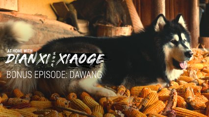 Bonus: The Story Behind Dianxi Xiaoge’s Dog—Dawang