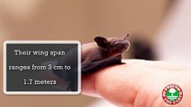 Save the Bat Population Decreasing | Friend of the Earth